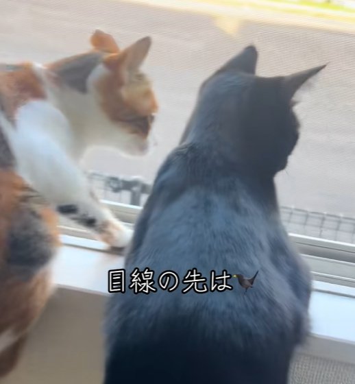 窓枠にのる三毛猫と前足だけをかける黒猫