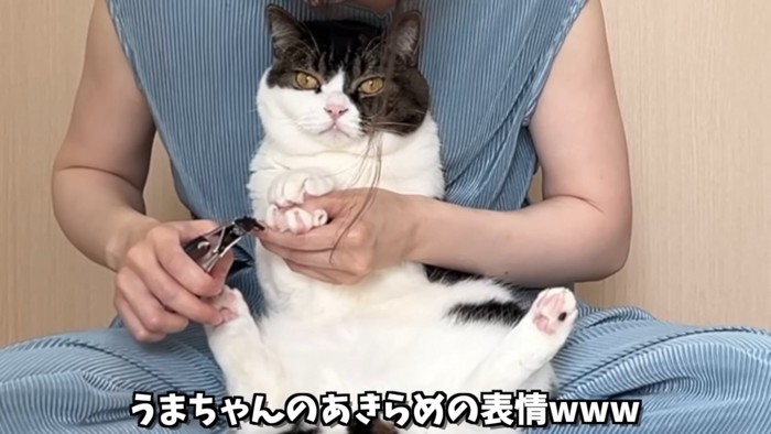 爪切りされる猫