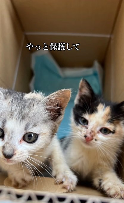 段ボールの中に子猫