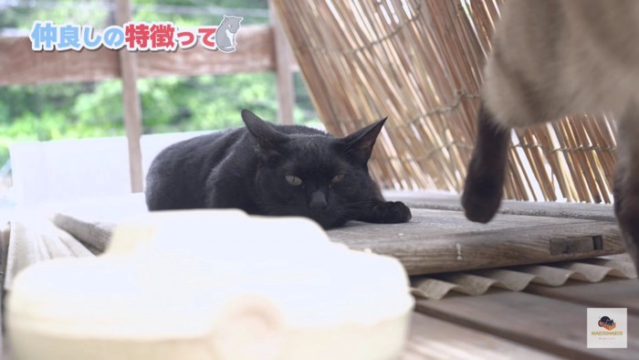 シャム猫を目で追う黒猫