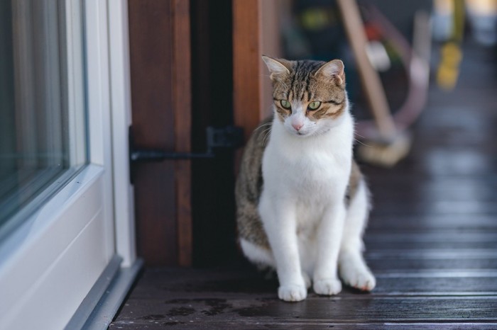 座っている猫