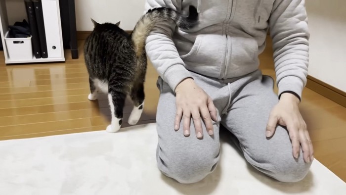 男性にしっぽを巻きつける猫