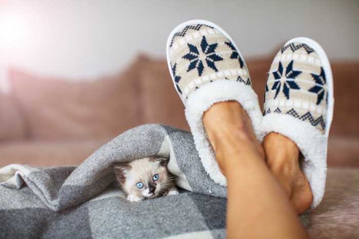 スリッパを履いた飼い主の足元にいる子猫