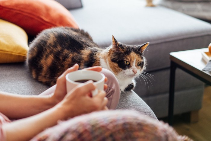 飼い主のひざのそばでくつろぐ猫