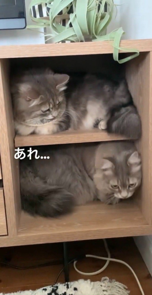 続々と入ってくる猫ちゃん