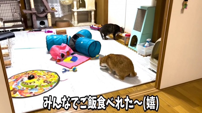 ごはんを食べる2匹の猫