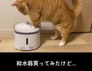 給水器が気になる猫