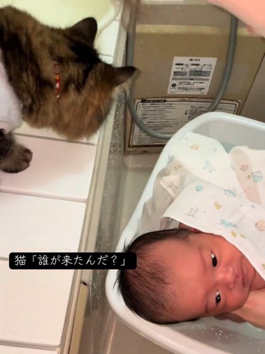 沐浴する赤ちゃんを見る猫