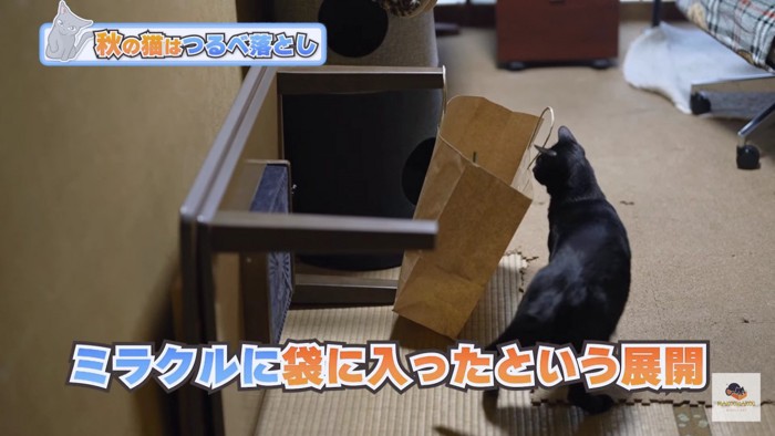 紙袋を気にする黒猫