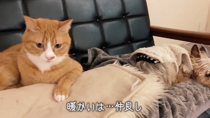 並んで寝そべる猫と犬