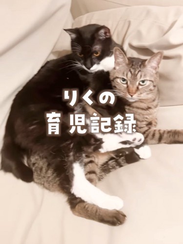 くっついて寝そべる2匹の猫