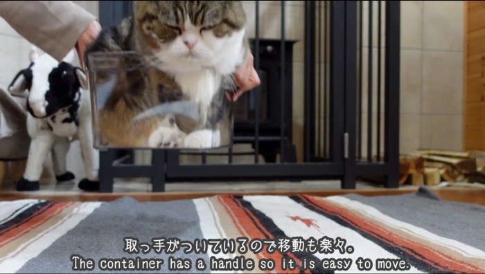 猫の入った箱を持ち上げる人