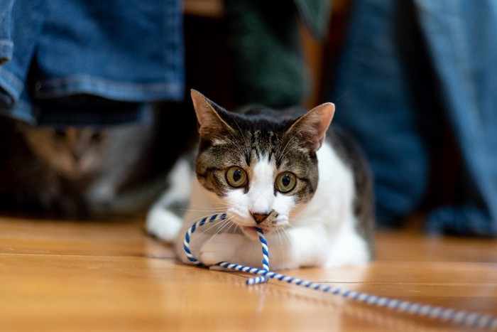 ひもで遊ぶ猫