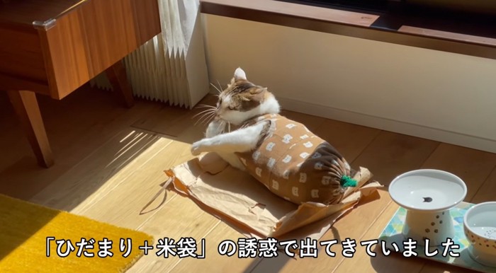 ひなたぼっこをしている猫