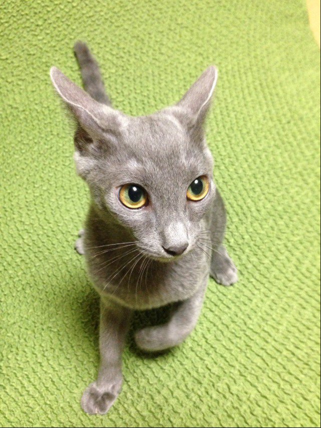 イカ耳の猫