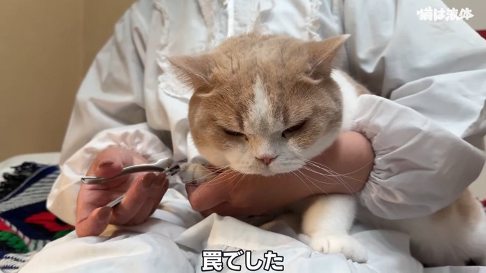 爪を切られる猫