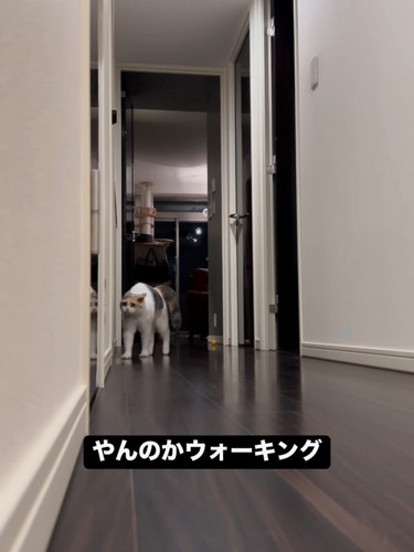 背中を丸める猫