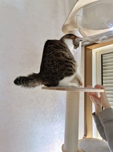 背中の形が直角になっている猫