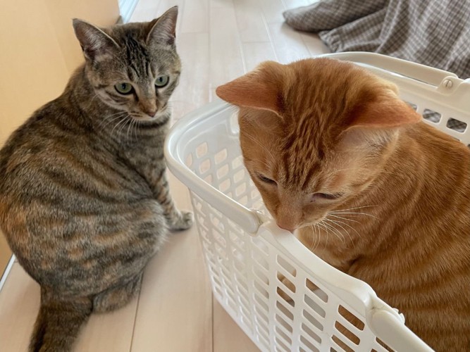 洗濯カゴに入る猫と、それを見つめる猫