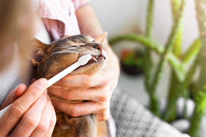 歯磨きされる猫