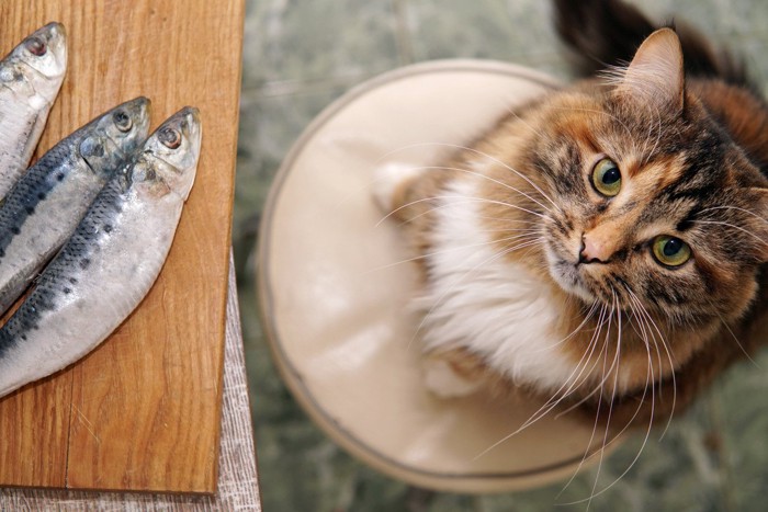 魚が気になる猫