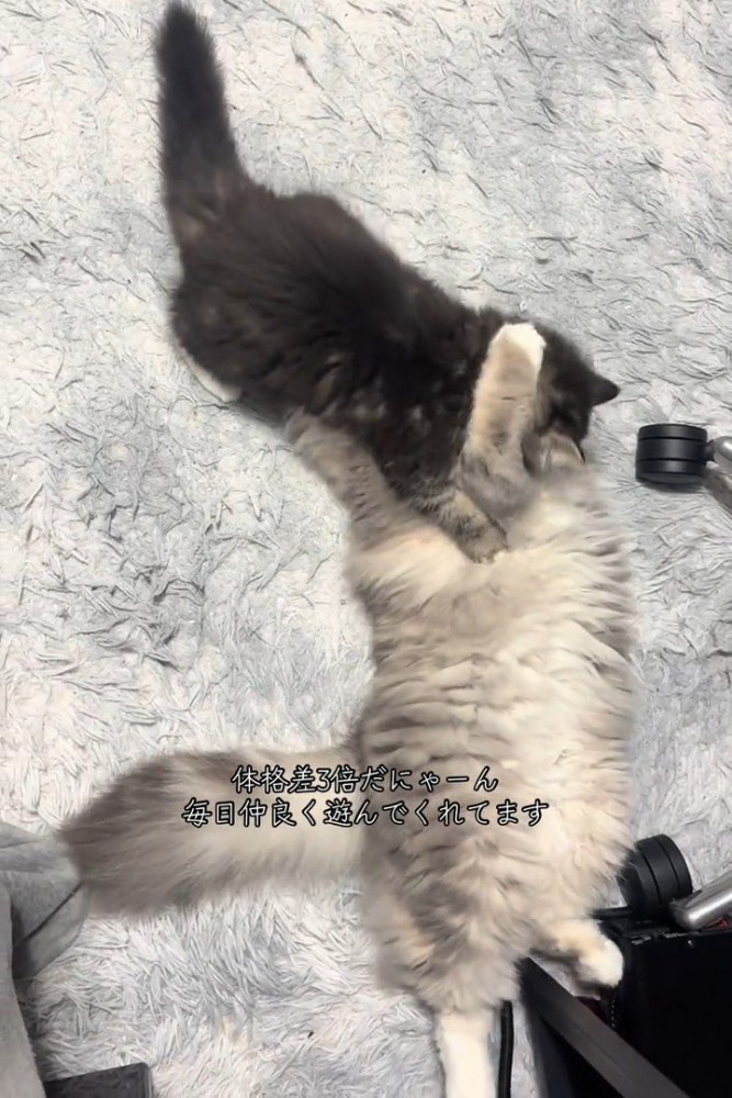 じゃれ合う2匹の猫