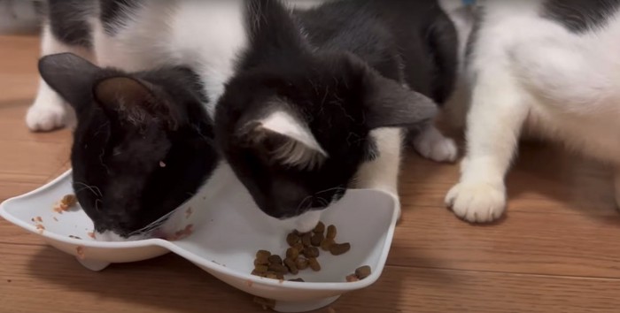 首を交差させてお互いのご飯を食べている白黒猫