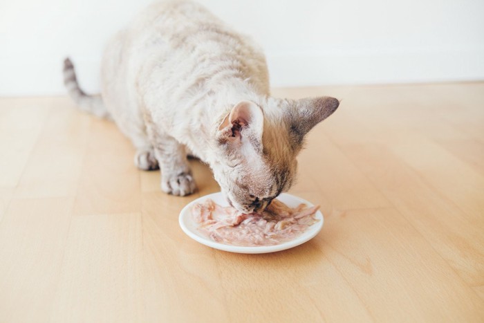 ササミを食べる猫