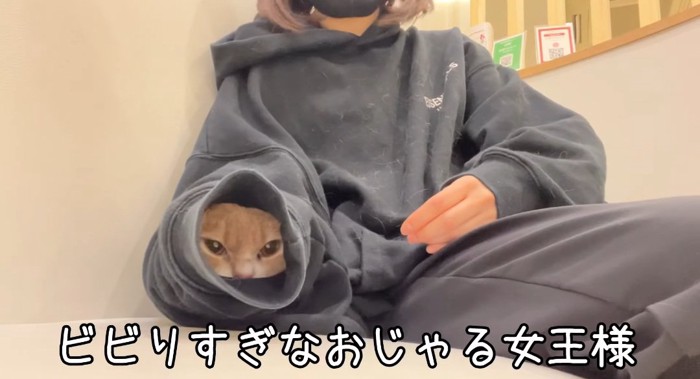 顔を出す猫