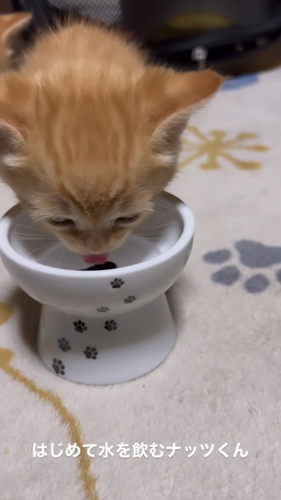 水を飲む猫