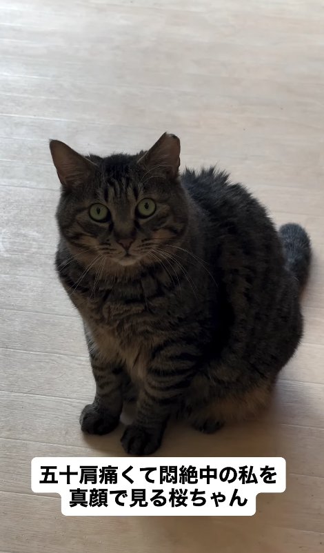 床の上でお座りをしている猫