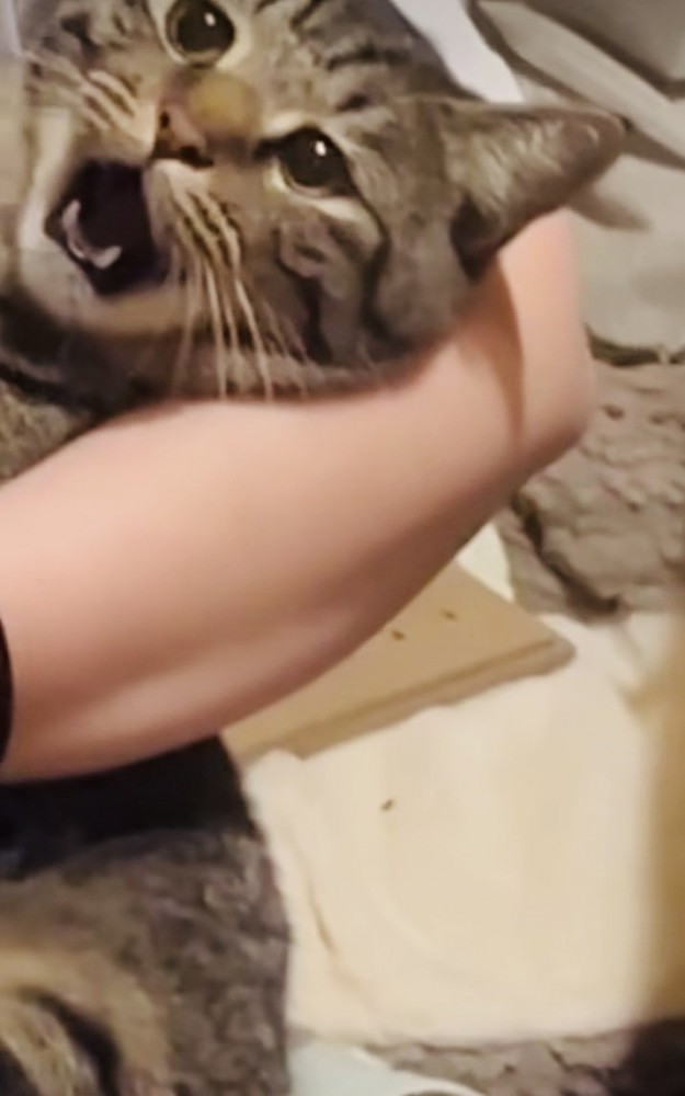 ママさんに爪を切られるキジトラ猫