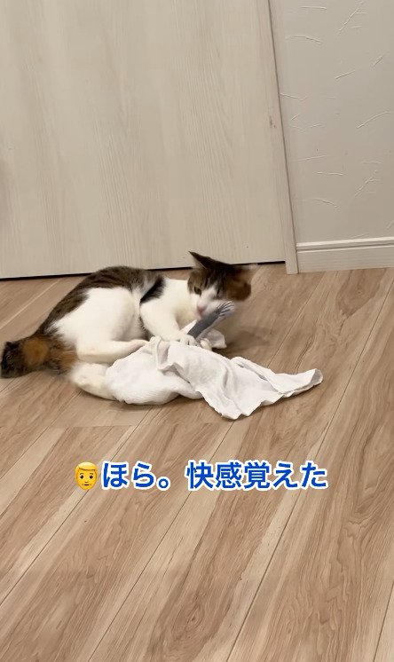 匂いに快感を覚える猫