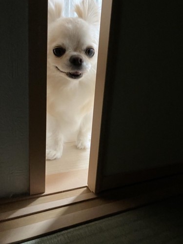 ドアの隙間から覗く犬