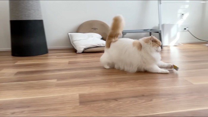 おもちゃを追いかける猫