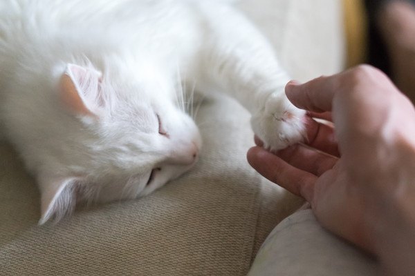 飼い主をチョイチョイする白い猫