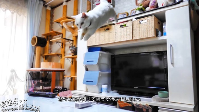 飛び降りる猫