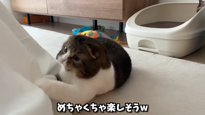 スカートで遊ぶ猫