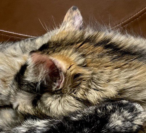 イスの上に仰向けになっている長毛のサビ猫の上に寝そべるサビ猫