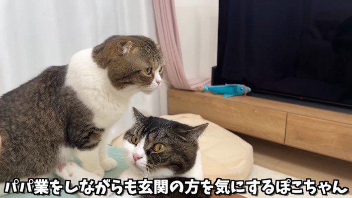 遠くを見る猫の横顔