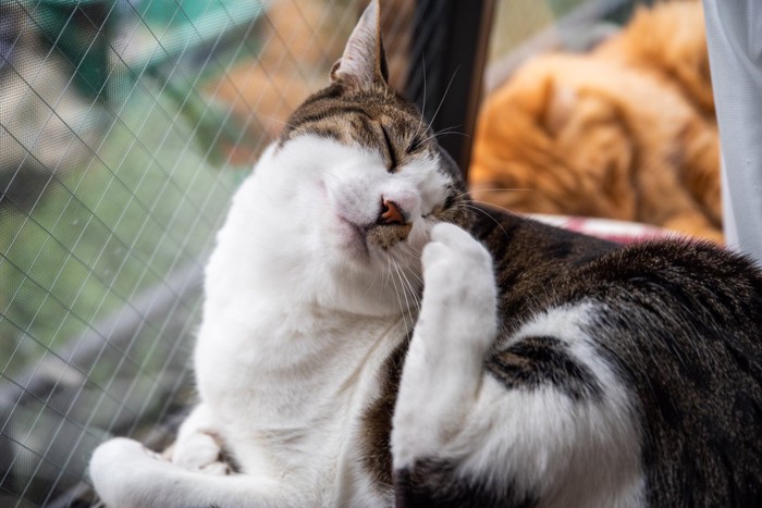 痒がる猫