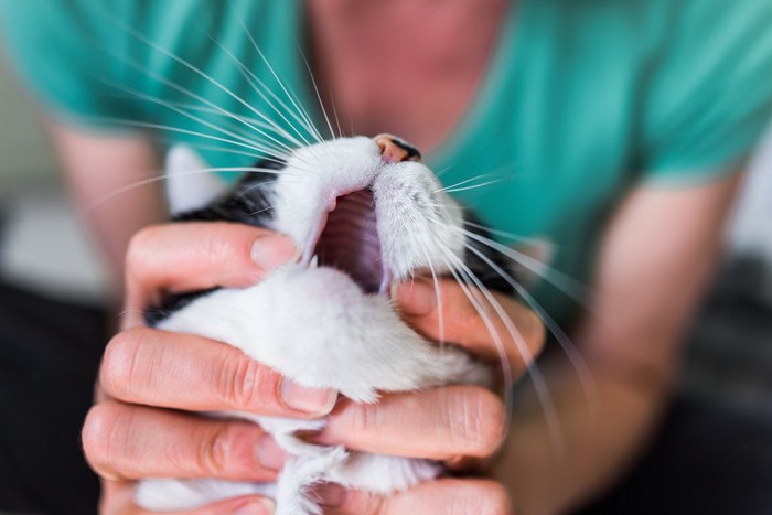 口を開ける猫