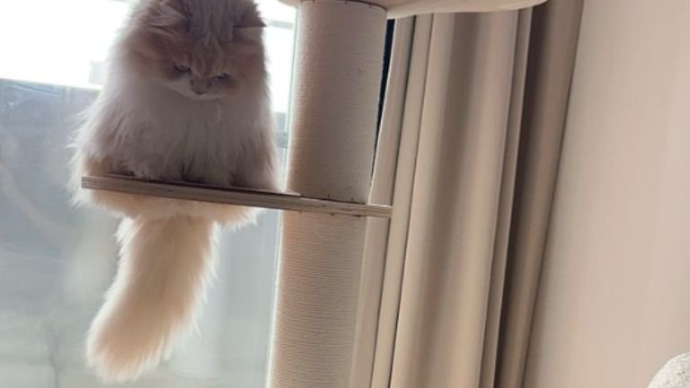 キャットタワーにいる猫