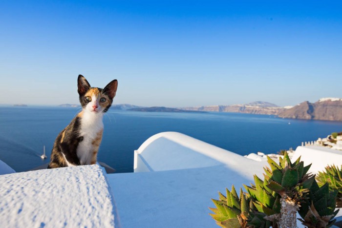 ギリシアのサントリーニ島の猫
