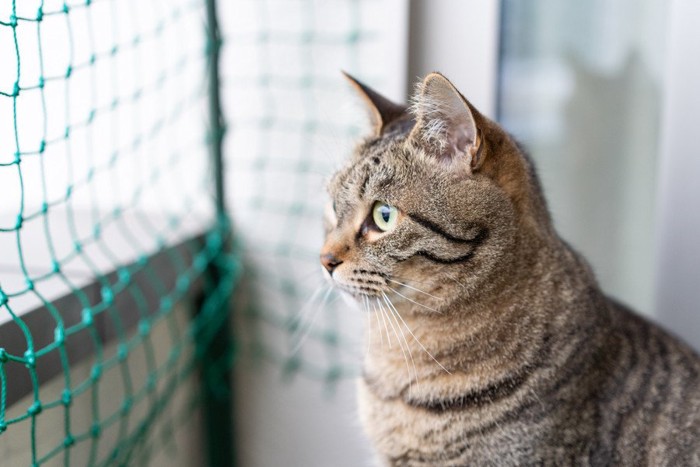 ネット越しに外を見つめる猫