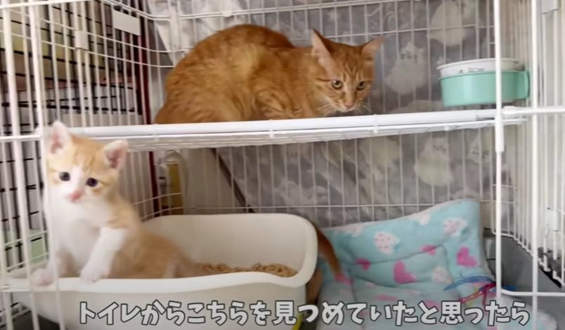 トイレから見つめる子猫