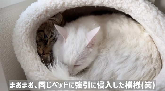 ベッドの中の猫