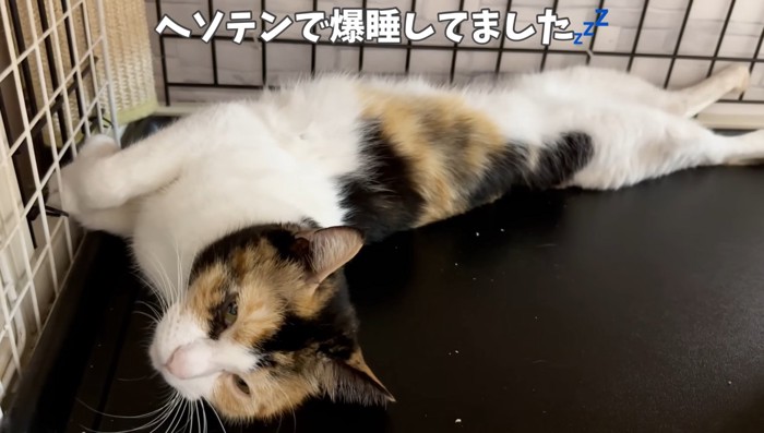 へそ天で眠る三毛猫