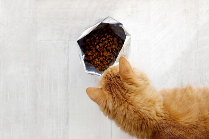 キャットフードの袋とフードを食べる猫