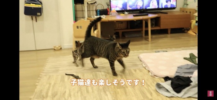 楽しそうな子猫達